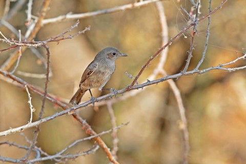 Brown-tailed Rock Chat (Oenanthe scotocerca), Lake Baringo, Kenya