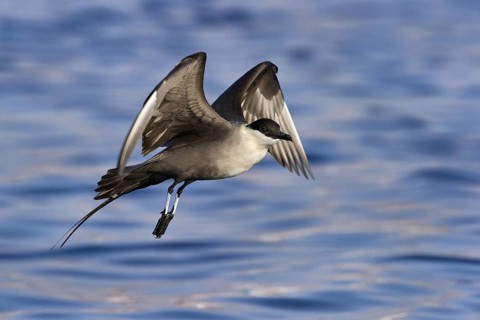 Long-tailed Jaeger (Stercorarius longicaudus) flying, Eilat, Israel