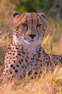Africa, Botswana, cheetah, Acinonyx jubatus, Botswana, Botswana