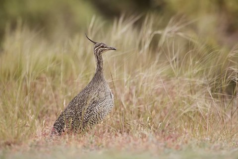 Elegant Crested Tinamou (Eudromia elegans), Chubut, Argentina