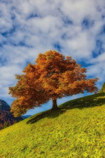 Mountain maple (Acer pseudo plantanus) in autumn, Dietersbachtal near Oberstdorf, Allgäu Alps,