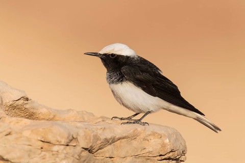 Hooded Wheatear (Oenanthe monacha) on ground, Eilat, Israel