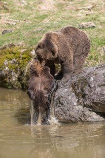 Two adult eurasian brown bears (Ursus arctos arctos), one male and one female, play fighting in a
