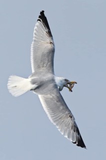 European Herring Gull (Larus argentatus) flying with fish in beak, Baltic Sea, Germany