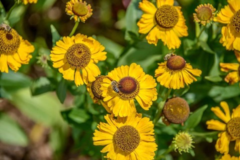 Sunflower (Helenium 'Goldrausch'),  Germany