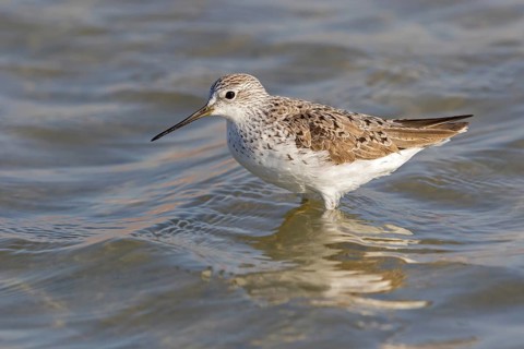 Pond sandpiper, (Tringa stagnatilis), animals, birds, biotope, habitat, foraging, wader, waders,