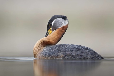 Red-necked Grebe (Podiceps grisegena) female, British Columbia, Canada
