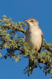 Clamorous Reed Warbler (Acrocephalus stentoreus) perched on a branch, Eilat, Israel