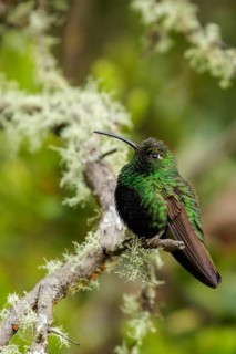 Mountain Velvetbreast (Lafresnaya lafresnayi) perched on a branch in the Andes Mountains of
