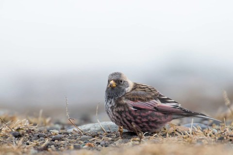 Asian Rosy Finch (Leucosticte arctoa) perched on the ground, Hokkaido, Japan