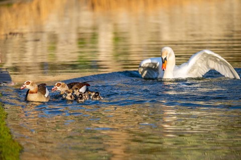 Egyptian goose (Alopochen aegyptiaca) pair with chicks and a Mute swan (Cygnus olor) swimming on a