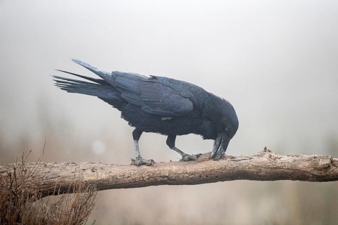 Northern Raven (Corvus corax) perched on a branch, Castile-La Mancha, Spain