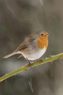 European Robin (Erithacus rubecula), St. Gallen, Switzerland