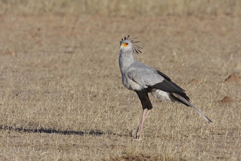 Secretarybird (Sagittarius serpentarius), Northern Cape, South Africa