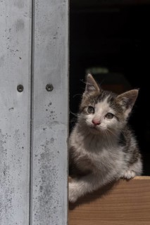 Young cat looking out of a door, Bavaria, Germany