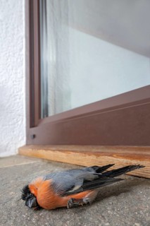 Bird strike on the glass pane of a patio door by a bullfinch or bullfinch (Phyrrhula phyrrhula),