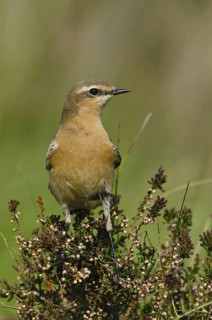 Northern Wheatear (Oenanthe oenanthe) female, Schleswig-Holstein, Germany