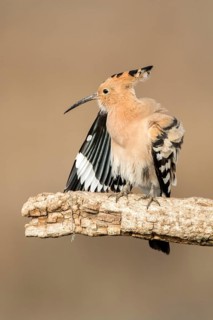 Eurasian Hoopoe (Upupa epops), Castile-La Mancha, Spain