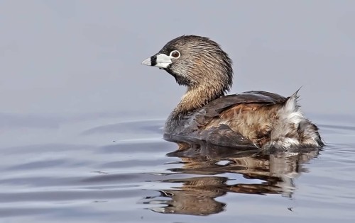 Pied-billed Grebe (Podilymbus podiceps), Saskatchewan, Canada