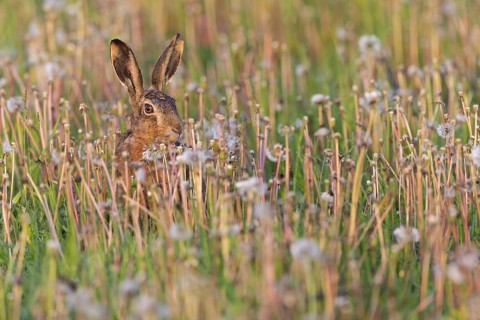 European hare, (Lepus europaeus), animals, mammals, hare, hare family, field, two, Lake Neusiedl,