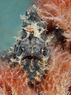 Giant frogfish (Antennarius commerson)
