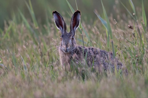 European hare (Lepus europaeus), Texel, Netherlands
