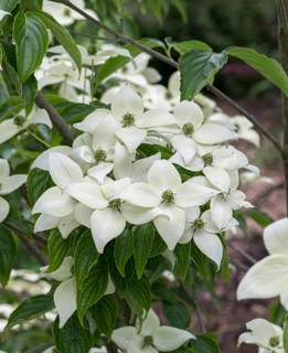Japanese flowering dogwood (Cornus kousa 'Summers'), Spring Meadow's Nursery, United States of