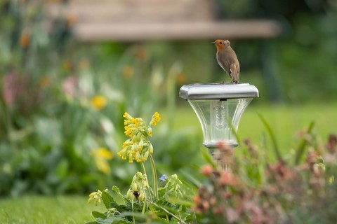 European robin (Erithacus rubecula) adult garden bird on a light in spring, Suffolk, England,
