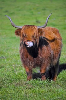 Highland bull, Scottish breed of rustic cattle picking nose with tongue in meadow, pasture