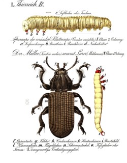 Animal kingdom anatomy, the miller, flour beetle, Tenebrio molior, beetle from the black beetle