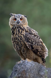 Eurasian Eagle-Owl (Bubo bubo) juvenile, North Rhine-Westphalia, Germany