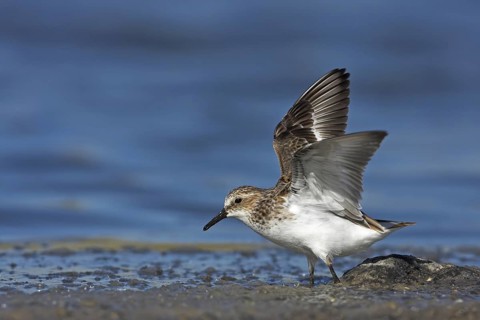 Little Stint (Calidris minuta), Greece