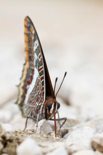 Charaxes jasius - Two-tailed Pasha - Erdbeerbaumfalter, Bosnia-Herzegowina, imago