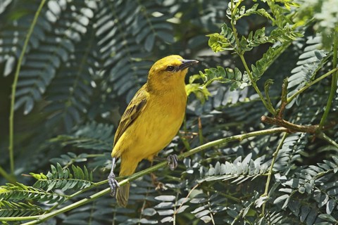 Slender-billed Weaver (Ploceus pelzelni) female, Queen Elizabeth National Park, Uganda