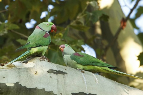 Alexandrine Parakeet (Psittacula eupatria) pair, Rhineland-Palatinate, Germany