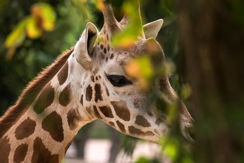 A giraffe peers through lush green foliage in its natural habitat, showcasing its distinctive