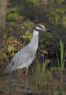 Yellow-crowned Night Heron (Nyctanassa violacea), Ohio, USA