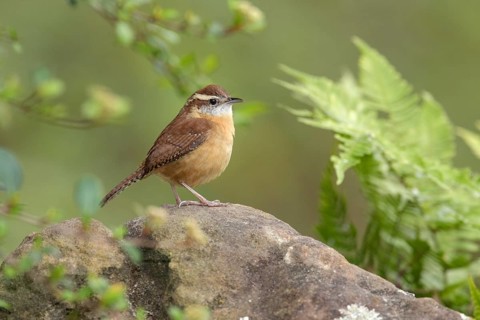 Carolina Wren (Thryothorus ludovicianus) perched on a rock, Texas, USA