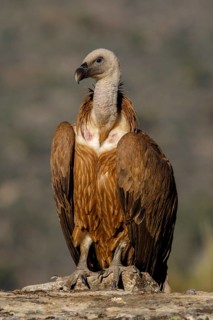 Griffon Vulture (Gyps fulvus) on rocks, Castile and Leon, Spain