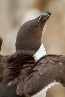 Razorbill (Alca torda), Farne Islands, United Kingdom