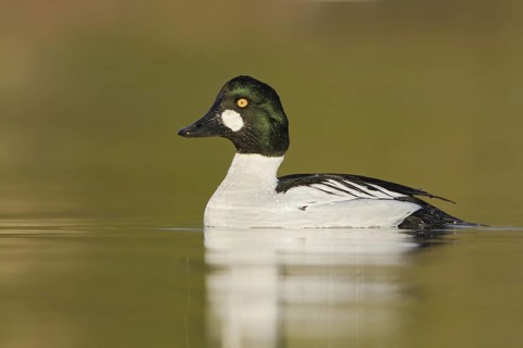 Common Goldeneye (Bucephala clangula) male, British Columbia, Canada