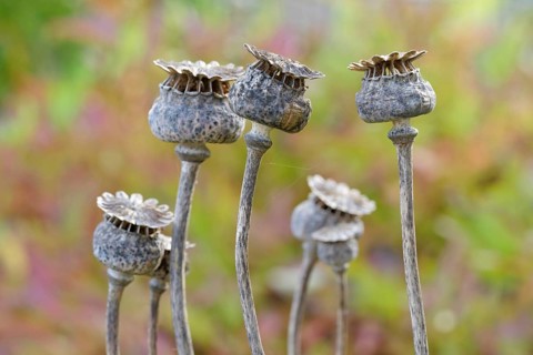 Closeup of dried poppies. shallow depth of field and colobackground. Hessen, Germany