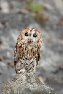 Tawny Owl (Strix aluco) captive, Germany