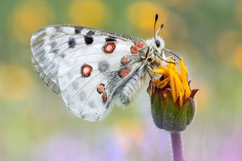 Der Rote Apollo (Parnassius apollo) aufgenommen in den Schweizer Hochalpen