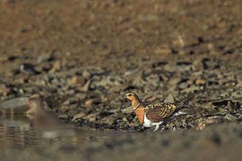 Pin-tailed Sandgrouse (Pterocles alchata), Extremadura, Spain