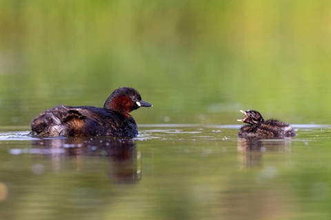 Little Grebe (Tachybaptus ruficollis) adult with chick, North Rhine-Westphalia, Germany