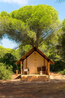 Sunlight filters through the leaves of a large tree, illuminating a glamping tent with a wooden
