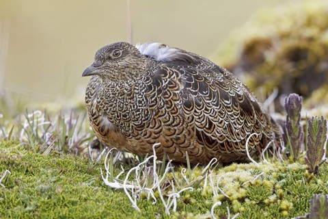 Rufous-bellied Seedsnipe (Attagis gayi), Ecuador