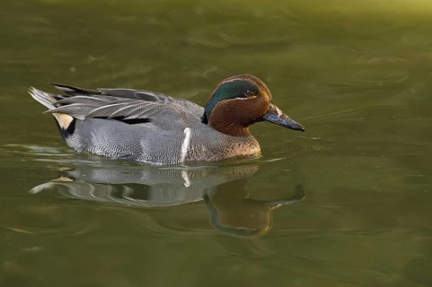Green-winged Teal (Anas carolinensis) male, Arizona, USA