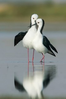 White-headed Stilt (Himantopus leucocephalus) pair displaying, Victoria, Australia